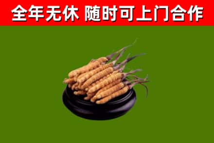 汕头烟酒回收冬虫夏草.jpg